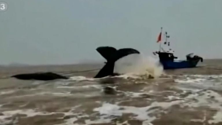The whale was rescued 20 hours after being found stranded in the shallows