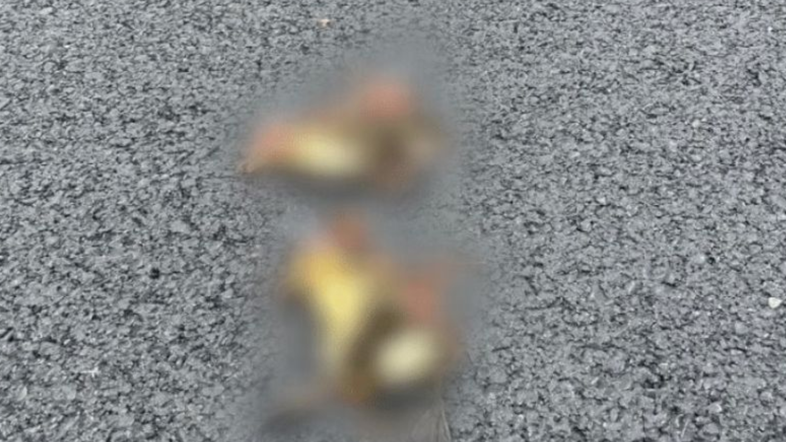 Staffordshire Police investigate claims van driver ‘drove straight over’ family of ducklings crossing road | UK News