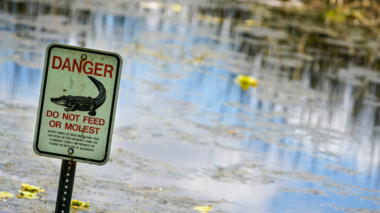 フロリダ州：フリスビーを探しているときに、ワニが出没する湖で男が死ぬ| 世界のニュース
