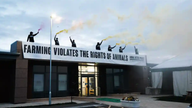 Members of the Animal Justice Project sprayed coloured smoke flares as they stood on the roof of Darlington Farmers Auction Mart. Pic: Animal Justice Project/PA.