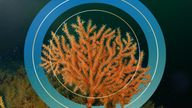 Pink sea fan coral could be forced further north due to climate change. Pic: Jamie Stevens