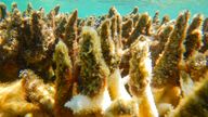 This photo supplied by the Great Barrier Reef Marine Park Authority (GBRMPA) shows diseased corals at a reef in the Cairns/Cooktown on the Great Barrier Reef in Australia, April 27, 2017. More than 90% of Great Barrier Reef coral surveyed in 2022 was bleached in the fourth such mass event in seven years in the world’s largest coral reef ecosystem, Australian government scientists said in its an annual report released late Tuesday, May 10, 2022. (N. Mattocks/GBRMPA via AP)