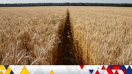 A wheat field is pictured near the village of Zhovtneve, Ukraine, July 14, 2016. REUTERS/Valentyn Ogirenko/File Photo