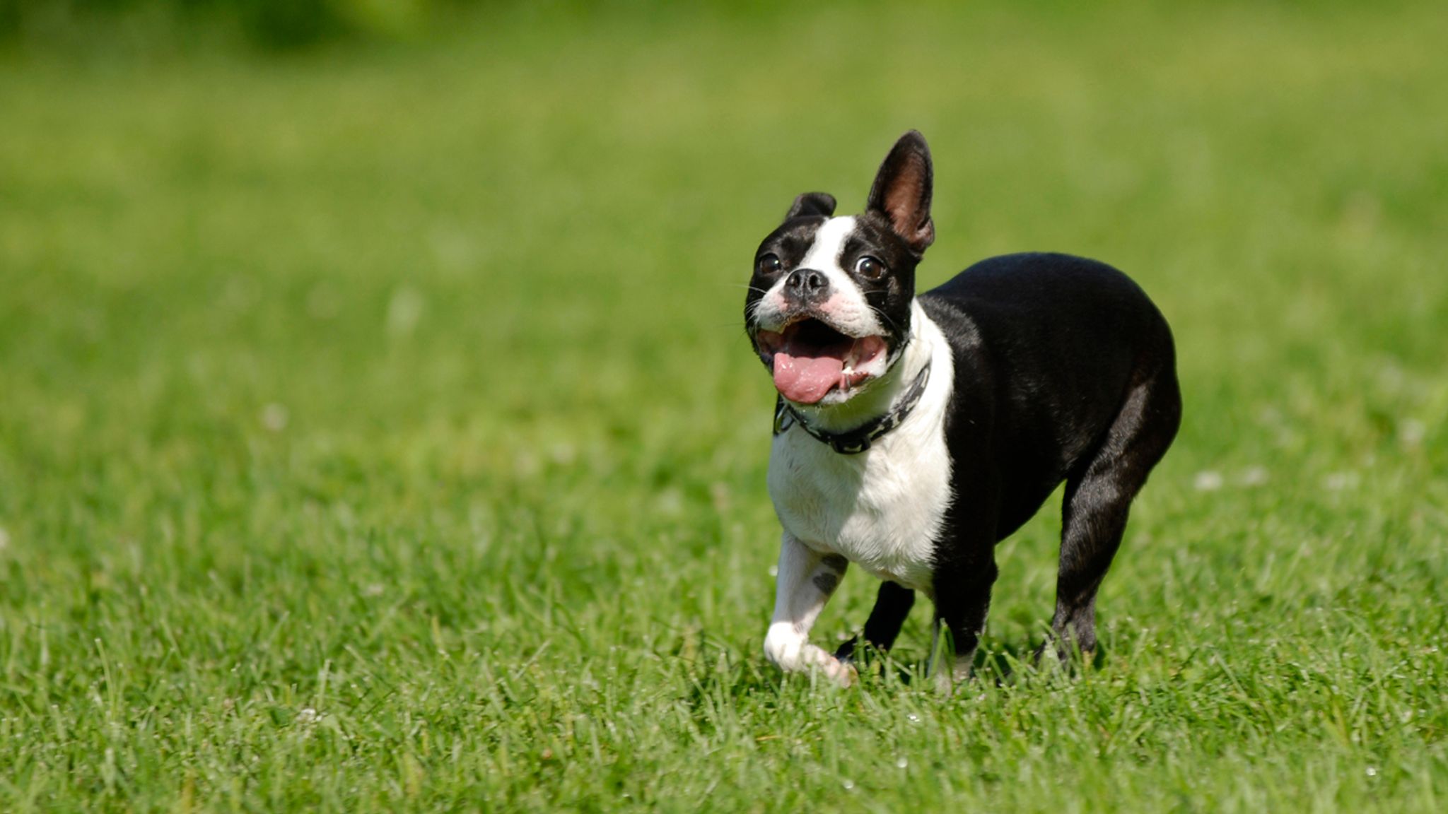 Why your dog may be at higher risk of heatstroke based on where you ...