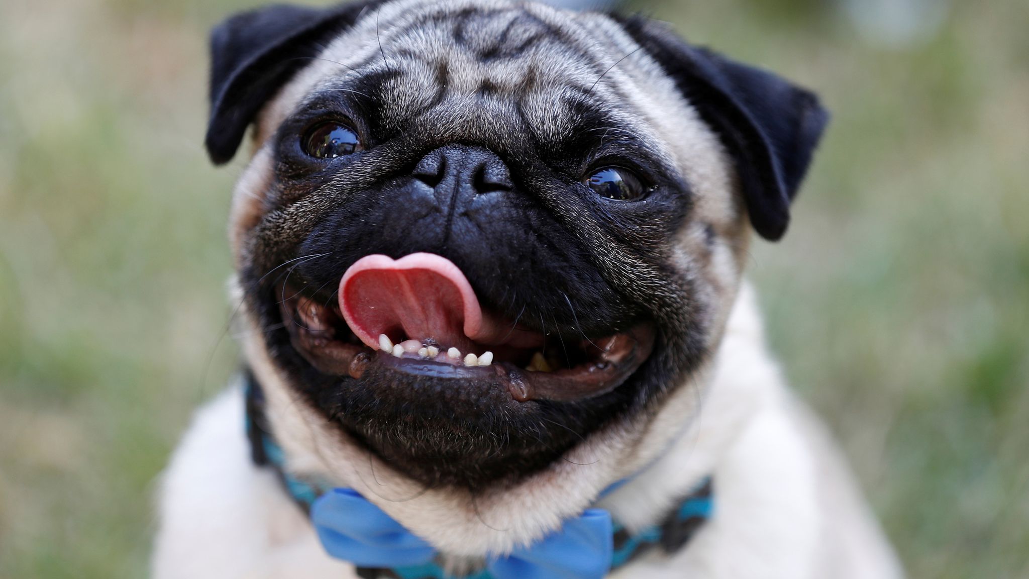 Pugs as pets condemned because of health issues linked to 'extreme body  shape' | UK News | Sky News
