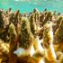 Great Barrier Reef: Mercanların %91'i ağartmadan zarar gördü, 'kalp parçalayıcı' araştırma bulguları | İklim Haberleri