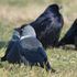 Noisy jackdaws 'cast a vote' before suddenly taking off in their thousands