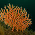 British coral predicted to expand its range due to climate change