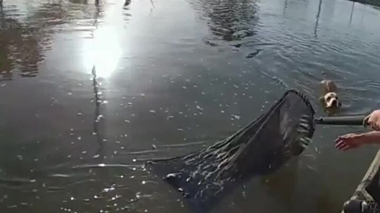 Police in Arizona shared this video of a Labrador being rescued from a canal after it jumped to escape the heat.