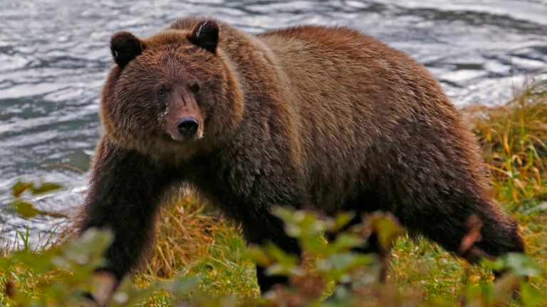 Officials say hair collected during an initial investigation into the attack was consistent with that of a brown bear
