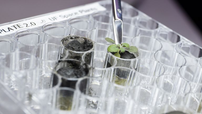 Arabidopsis plant - thale cress grown from soil from the moon for the first time. Study by University of Florida.