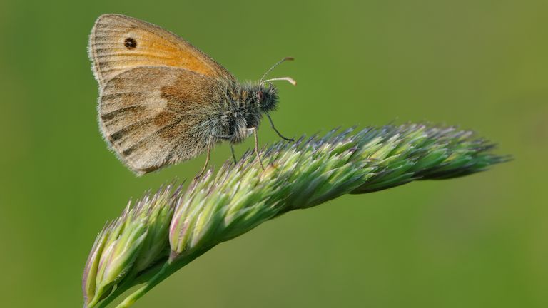 A citizen science project asking people to count squashed bugs on their car number plates suggests flying insects have declined nearly 60% in less than 20 years. The "windscreen phenomenon" is anecdotal evidence from drivers that they collect fewer moths, flies, aphids, bees and flying beetles on their windscreens than they did in the past. Issue date: Thursday May 5, 2022.