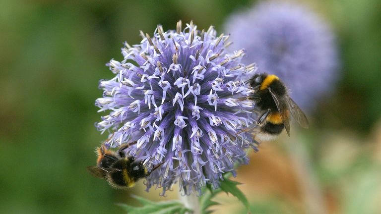  A citizen science project asking people to count squashed bugs on their car number plates suggests flying insects have declined nearly 60% in less than 20 years. The "windscreen phenomenon" is anecdotal evidence from drivers that they collect fewer moths, flies, aphids, bees and flying beetles on their windscreens than they did in the past. Issue date: Thursday May 5, 2022.