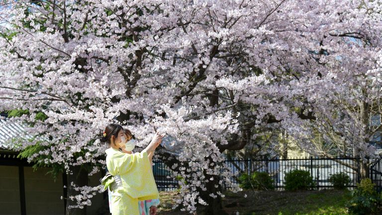 Cherry blossoms are in full bloom at the Higashi Honganji Temple in Kyoto on April 34, 2022. ( The Yomiuri Shimbun via AP Images )