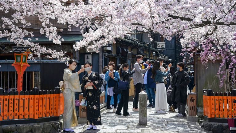 Cherry blossoms are in full bloom at the Gion Shirakawa district in Kyoto City, Kyoto Prefecture on April 4, 2022. ( The Yomiuri Shimbun via AP Images )