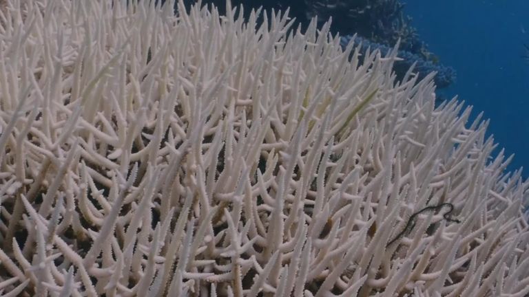 Great Barrier Reef bleached up to 91% according to new survey