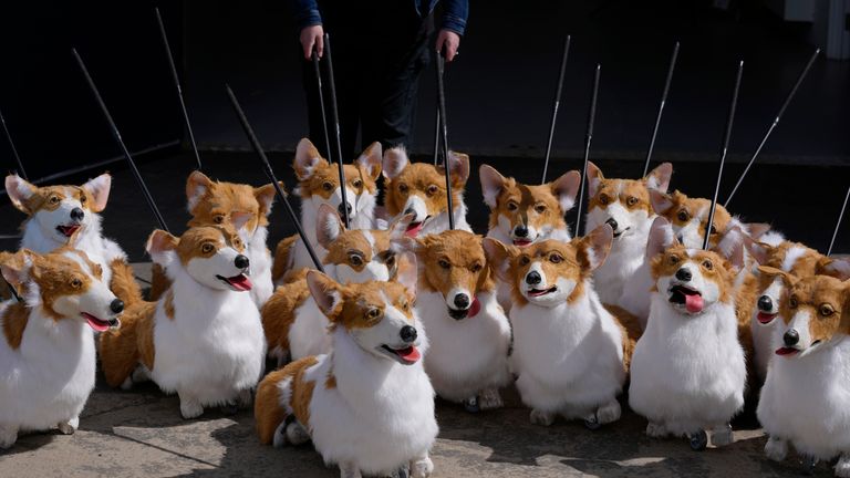 A group of corgi puppets created by puppeteer Louise Jones as part of 'The Queen's Favourites'.  for the Platinum Jubilee Contest