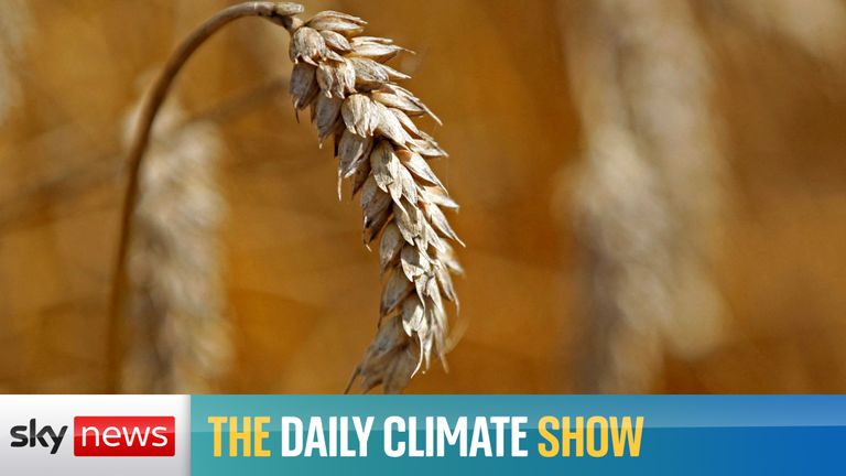 Today – a revolution in farming as the government proposes new legislation which aims to produce climate resilient crops. How to deal with the millions displaced by extreme weather every year; and we hear from one of the winners of the Goldman Environmental Prize.

