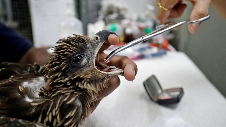 An eagle is given medicine by a vet