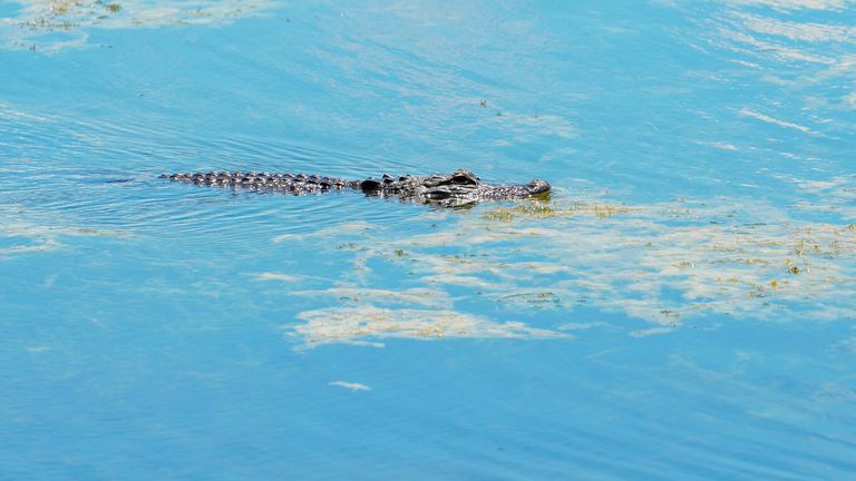 An alligator swims in Taylor Lake near the scene where a man was found dead after going into the water to retrieve lost disc golf discs at John S. Taylor Park, Tuesday, May 31, 2022 in Largo, Fla. (Martha Asencio-Rhine/Tampa Bay Times via AP)