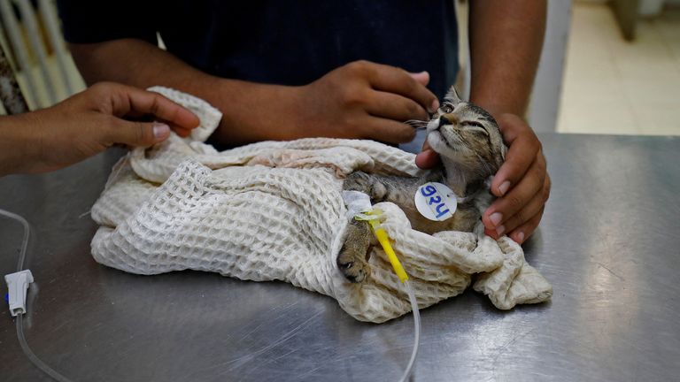 Les chats ont également reçu des gouttes de solution saline pour la déshydratation