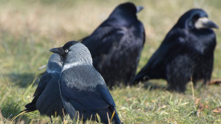 A pair of jackdaws (Corvus monedula) and black crows on a green lawn in summer. Bird flock.