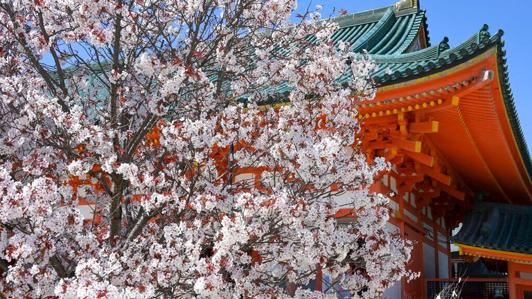 Cherry blossoms are in full bloom at the Heian Jingu Shrine in Kyoto City, Kyoto Prefecture on April 4, 2022. ( The Yomiuri Shimbun via AP Images )