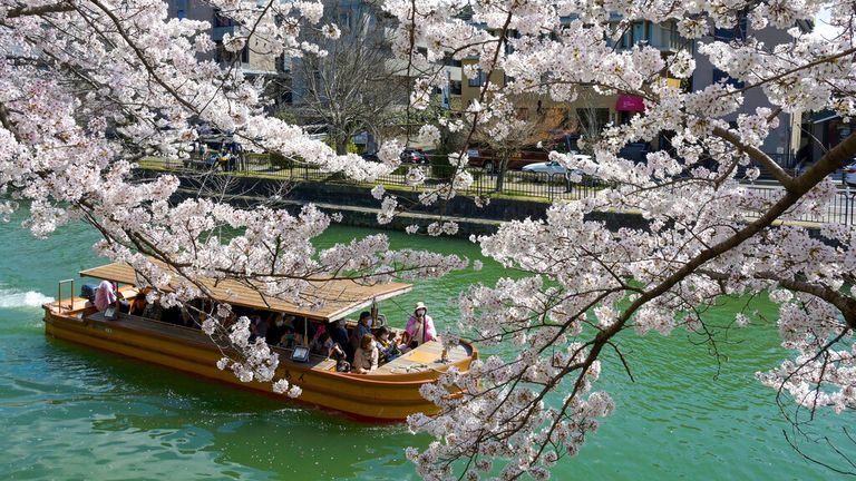 Cherry blossoms are in full bloom at the Lake Biwa Canal in Kyoto City, Kyoto Prefecture on April 4, 2022. ( The Yomiuri Shimbun via AP Images )