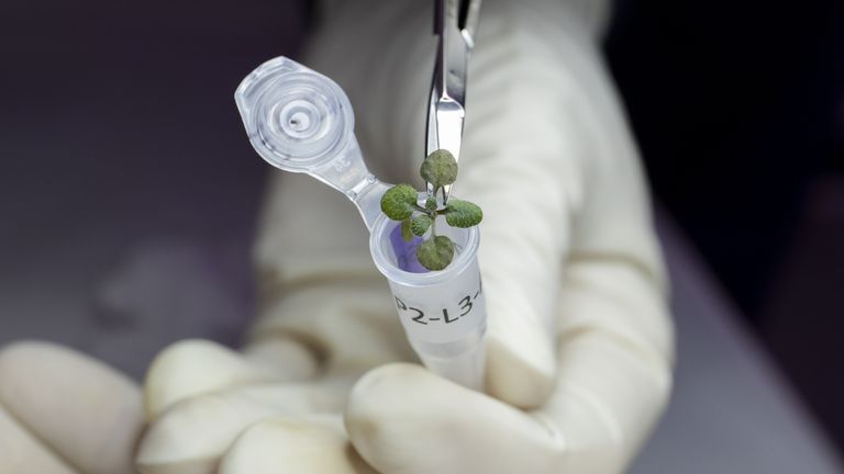 Undated handout photo of issued by University of Florida of a plant grown during the experiment being placed in a vial. Arabidopsis plant - thale cress grown in soil from the moon for the first time. 