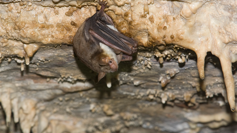 The greater mouse-eared bat (Myotis myotis) has learned to buzz like a hornet. Pic: Marco Scalisi