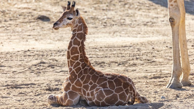 Pic: San Diego Zoo Wildlife Alliance/AP