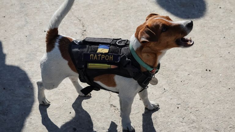 A dog named Patron (cartridge) and trained to search for explosives is seen at an airfield, as Russia&#39;s attack on Ukraine continues, in the town of Hostomel, in Kyiv region, Ukraine May 5, 2022. REUTERS/Gleb Garanich