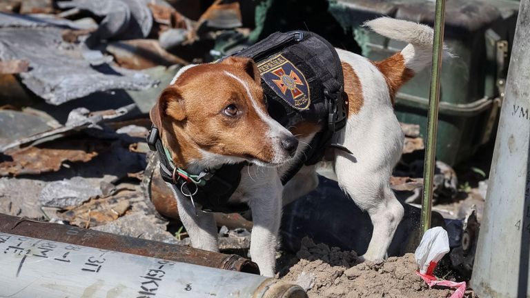 A dog named Patron (cartridge) and trained to search for explosives is seen at an airfield, as Russia&#39;s attack on Ukraine continues, in the town of Hostomel, in Kyiv region, Ukraine May 5, 2022. REUTERS/Gleb Garanich