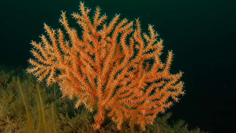 Pink sea fan coral could be forced further north due to climate change. Pic: Jamie Stevens

