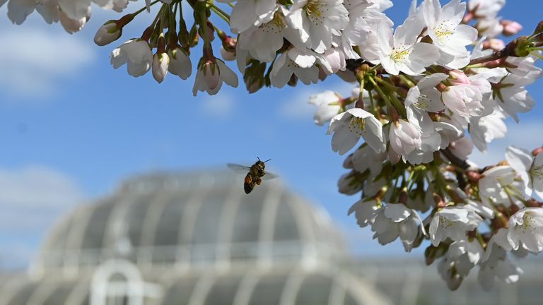 A bee collects pollen from cherry blossom at Royal Botanic Gardens, Kew, London, Britain, March 22, 2021. REUTERS/Toby Melville
