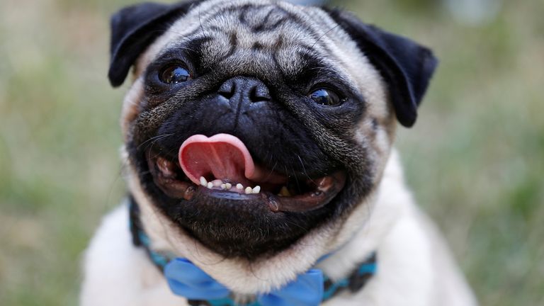 A Pug dog called Harley, and star of the film "Patrick" poses for photographs at the film's premiere in London