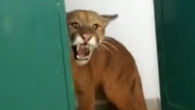 Nine-year-old biy raises alarm after discovering a puma in a school toilet cubicle