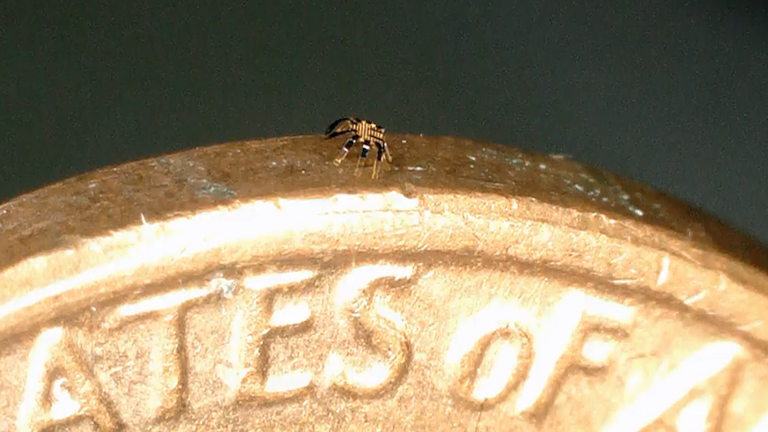 The little robot is small enough to stand on the edge of a coin.  Photo: John Rogers/Northwestern University