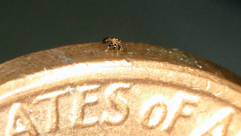 The tiny robot is small enough to stand on the edge of a coin.  Pic: John Rogers / Northwestern University