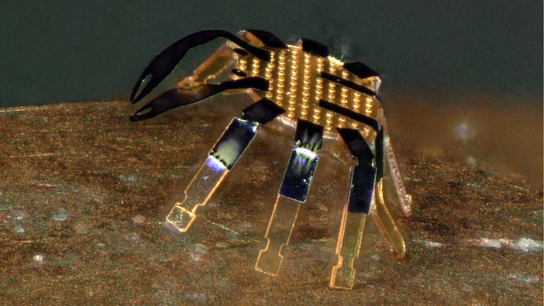 The robot was given the shape of a crab because it amused the students.  Photo: Northwestern University