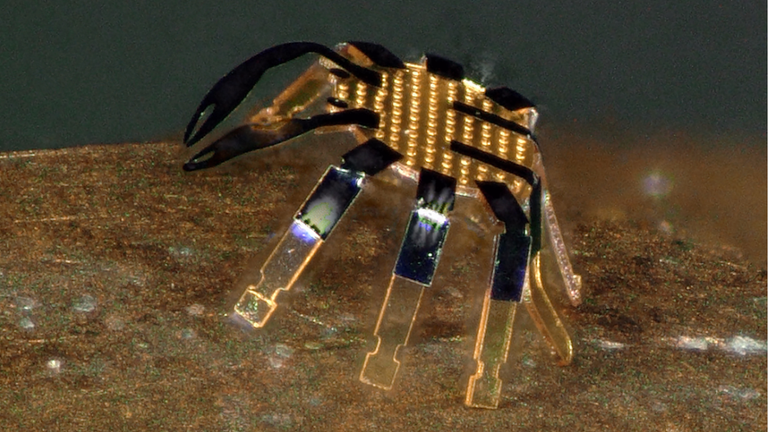 The robot was given the shape of a crab because it amused students.  Pic: Northwestern University