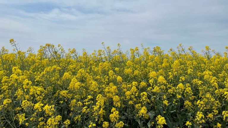 Grain field