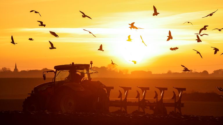 Seagulls fly over a tractor as a french farmer plows his field during sunset in Moeuvres, France, November 9, 2021 REUTERS/Pascal Rossignol
