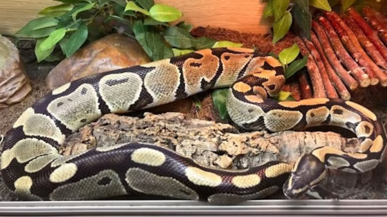 One of the snakes that were found in Heywood. Pic: RSPCA. 