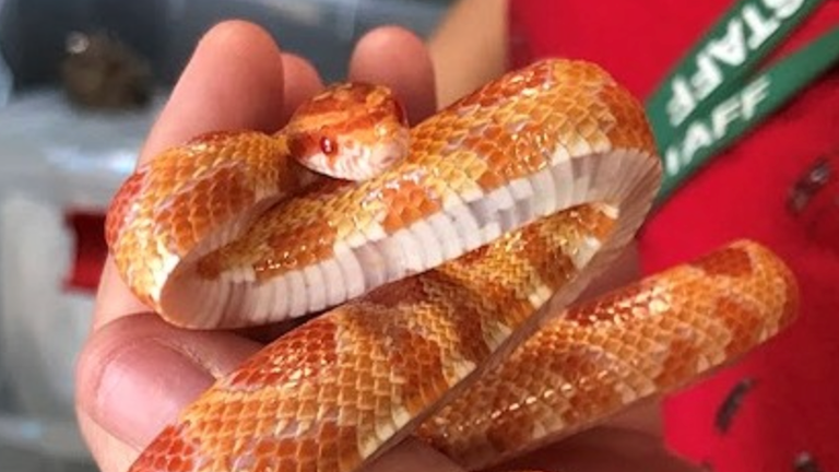 The snakes were found in a healthy condition. Pic: RSPCA. 