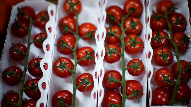Tomatoes are seen at Hengda greenhouse in Shanghai, China May 25, 2021. Picture taken May 25, 2021. REUTERS/Aly Song