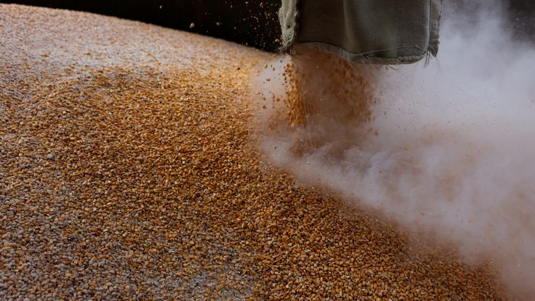 Rusya'nın işgalinden sonra Ukrayna'da tahıl birikti.  Resim: Reuters 