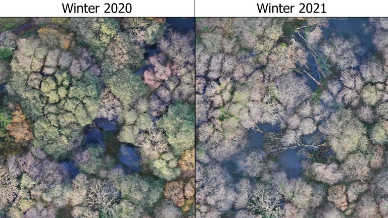 Undated handout photo issued by National Trust of a aerial view of the changes in the habitat at the Holnicote estate between winter 2020 and 2021, as Rashford the first beaver born on Exmoor in 400 years is celebrating his first birthday, he is already helping turn degraded landscape into a thriving wetland.