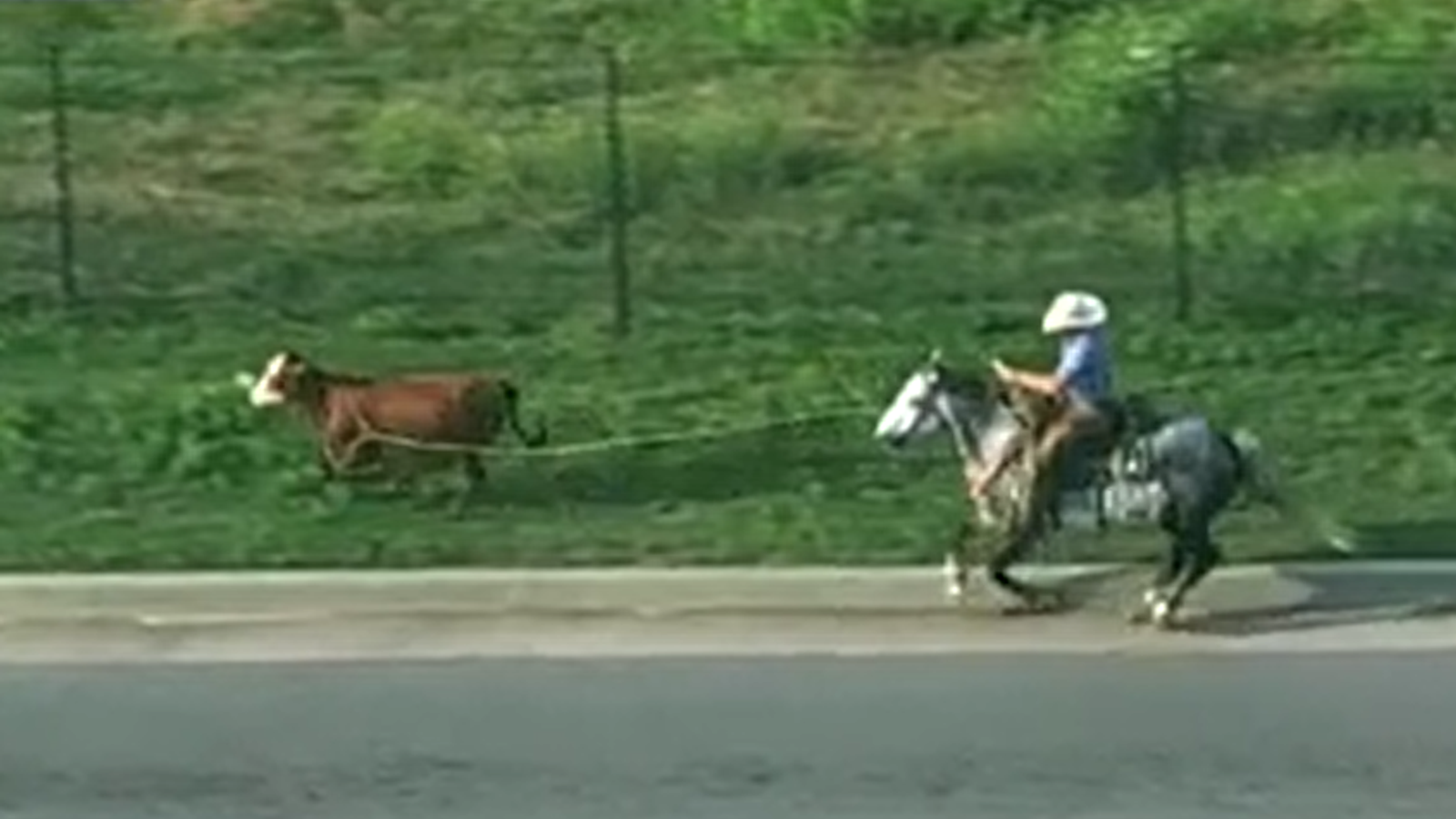 Oklahoma: Cowboy wrangles loose cow on busy highway | US News | Sky News