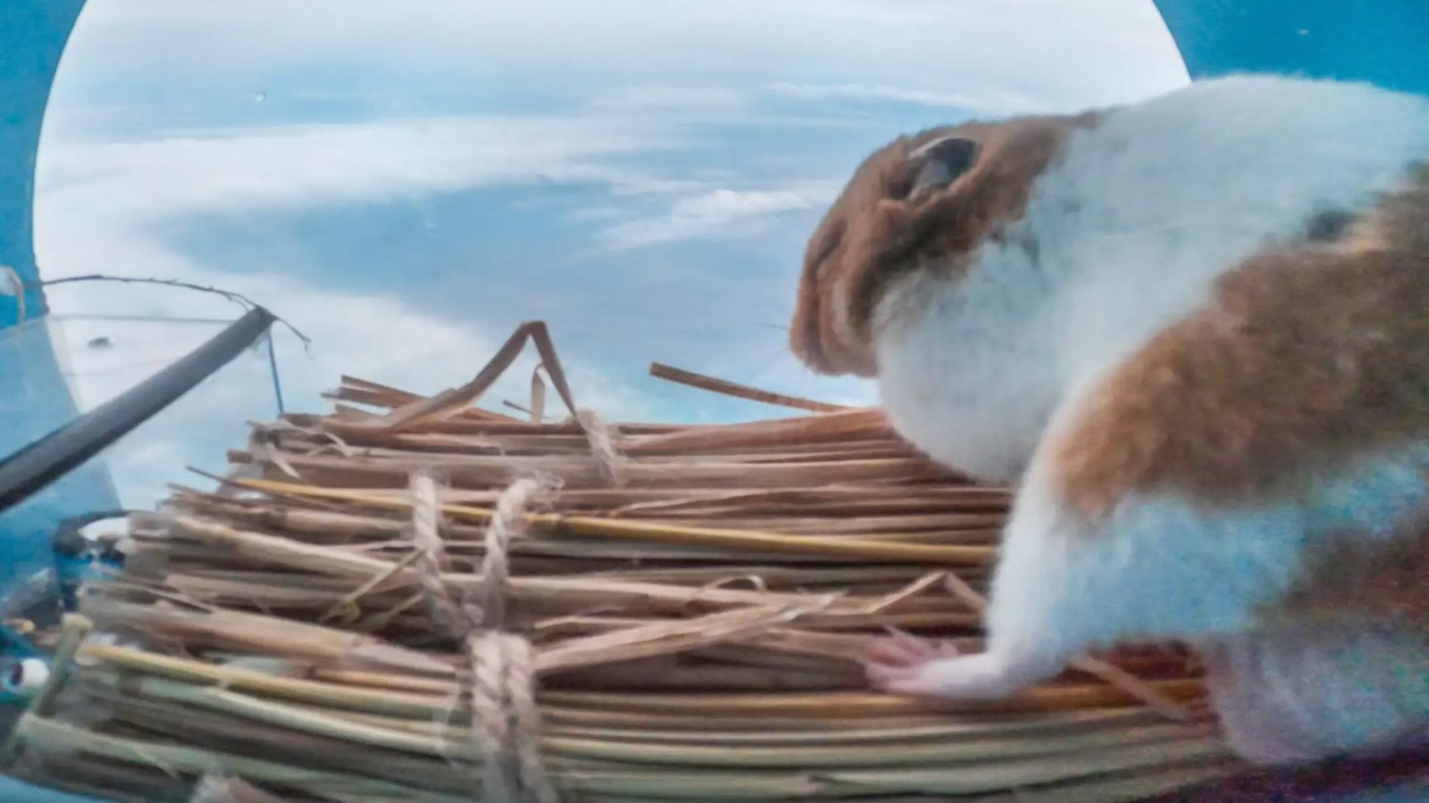 Un pas de géant pour Hamkind : Hamster survit à un voyage audacieux dans la stratosphère sur un ballon volant |  Nouvelles décalées